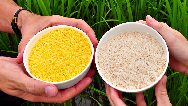 How long does rice take to grow?
